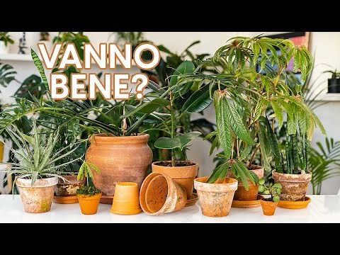 Vasi terracotta: quando e come usarli!