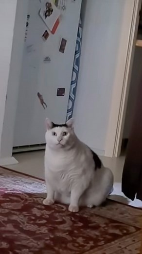 Huh Cat on Instagram: "Hi it’s me again. Rating breakfast this morning 1/10. We ran out of the good food , we only had generic tin food. I ate it anyway."