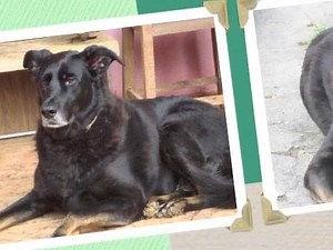 Dogs in Brazil on Reels