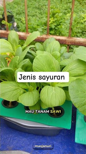 types of hydroponic vegetables #janurinurhidayat #gardening