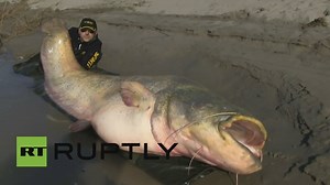 Is this the BIGGEST catfish ever caught by man!? | Daily Fishing Stories