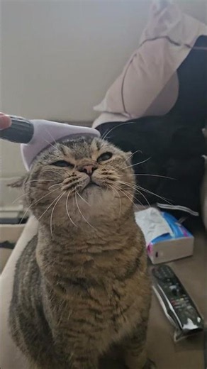 Meowmeow enjoying head massage 💆‍♀️ 😌 🐈‍⬛🐈