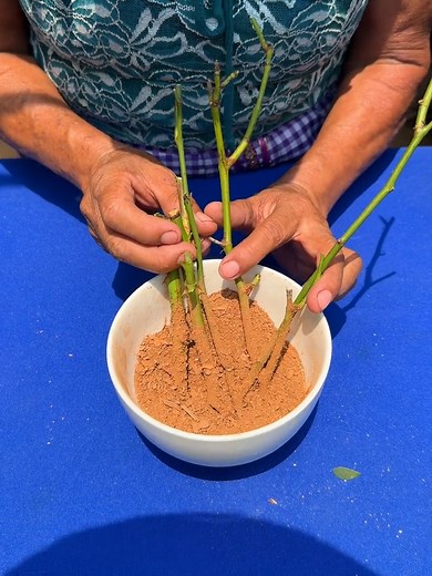 Cómo Enraizar Esquejes de Rosas Usando Canela