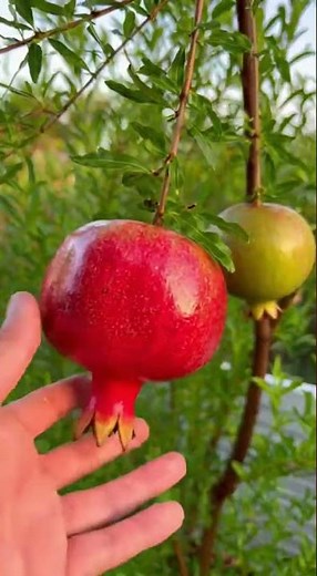 Cette méthode simple permet de faire pousser un grenadier