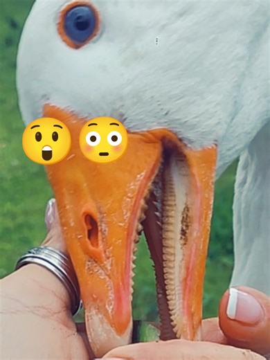 Roméo et Amélia : la galanterie des oies