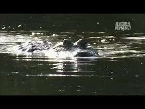 Hunted By a Gator | Gator Boys