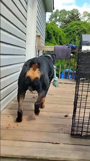 Rottweiler Zoomies After Poop! 😂 J-Roc Goes Wild #funnyshorts #puppy #petcareprovider #eyecare