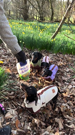 When we go on our walks, we always have a bag of @Pooch and Mutt treats with us, so as we went on a spring walk, to see the daffodils it made sense to take the new Spring Meaty Treats with us!!!! Mum says ‘every days a training day, so we always practice on our walks, especially recall!!!! Don’t forget to use our code for 30% off POOCHPACK-8XQ1 Not only are they tasty but they’re good for you too! - Lamb for lean muscle maintenance - Collagen to support skin and coat - Postbiotics for beneficial