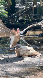 So sweet | Tucker The Tiny Tortoise