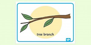 Tree Branch Poster | Nature | Display Poster | Twinkl