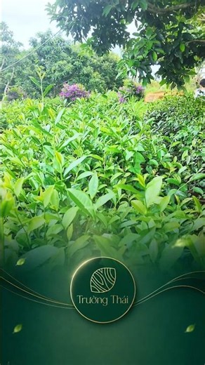 Trà Trường Thái Bảo Lộc | Trà Việt Nam Cao Cấp – Trà Ô Long Ngon Đặc Sản Bảo Lộc