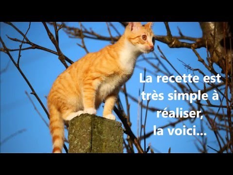 🐈Très efficace répulsif chats naturel écologique avec seulement 2 ingrédients !🐈