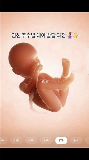 임신 주수별 태아 발달 과정 👼🤍 #태아발달 #태아발달과정 #임신 #임신기록 #임신정보 #임신준비
