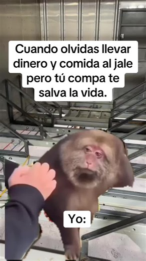 😅😅#meme#trabajo #compañeros #viral #compartir