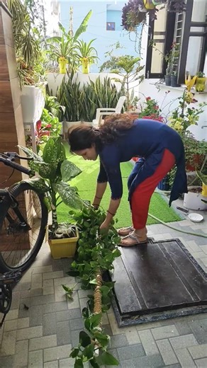 creeping inch plant care tips 🪴♻️ #verticalgarden#ideas#diy #planterstand#ytshots