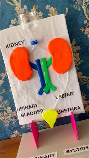 WORKING MODEL🧪🥼 #science #workingmodels #dmtoorder