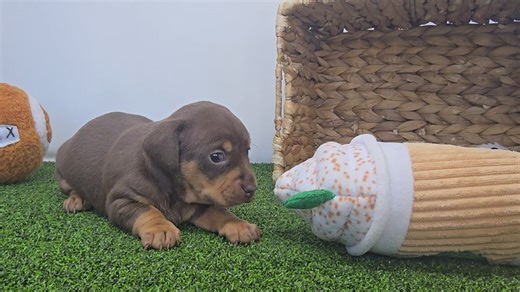 Chiweenie puppy for sale