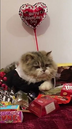 Cute Cat Guards Valentine's Day Presents
