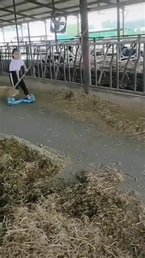 What a funny scene I captured 🥰#cowgirl #cattle #farming #farmlife #dailyvlog #fyp #foryou