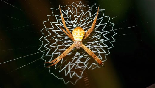 Traps vs instincts - how some animals turn environments into weapons