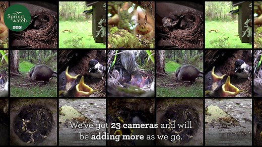 BBC Two - Springwatch, Springwatch live cameras