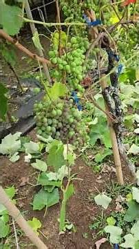 Video sobre deshoje de LACIGRAL Y DORIAN, dos uvas tropicales en VITIS VIDOR