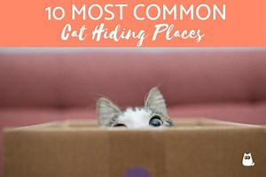 10 Most Common Cat Hiding Places   Dangerous Places to Avoid