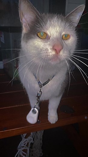 The last parts were awfuly off beat #cats #night #pretty #sunset #cataoftiktok #pa #viral #fyppoppppppppppppppppppppppp