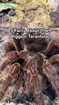 The biggest tarantula. Have you ever seen such a big spider? #tarantula #spider #goliathbirdeater