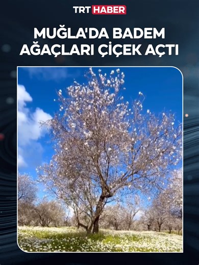 Datça'da Badem Ağaçları Çiçek Açtı