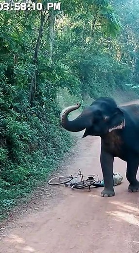 Elephant attack morning time #elephants #real #viral | Mr Asif
