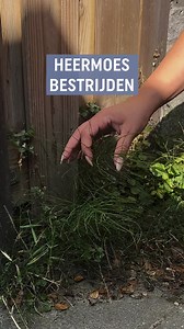 Heermoes en kattenstaart verwijderen met Pokon