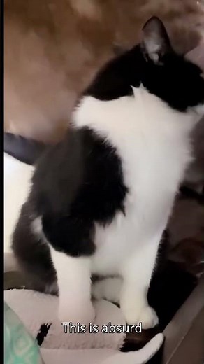 Mr Chief Face The Camera - Original Cat Video