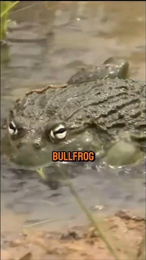 THIS GIANT FROG EATS SNAKES ALIVE! 🐸🐍 #shorts #wildlife #nature