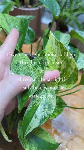 What kind of light does a Marble Queen Pothos need?