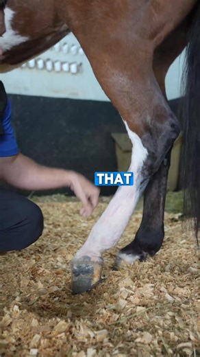 The superficial digital flexor tendon is one of the primary support structures of the lower limb, carrying much of the load every time the horse takes a step. When this tendon is compromised, its ability to hold the fetlock in place is lost. The result is a visible fetlock drop, where the joint sinks abnormally low toward the ground. This isn’t just a cosmetic change, it signals a breakdown of the limb’s natural support system and puts enormous stress on the suspensory apparatus and surrounding 