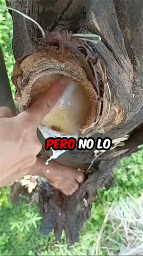 El árbol que produce leche 🌳🥛