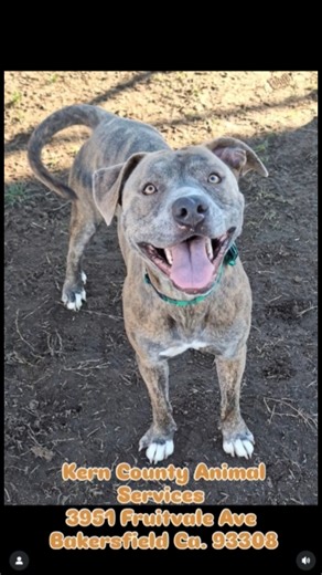 1.5K views · 50 reactions | Hondo #A1233127 - High Priority "Hondo...