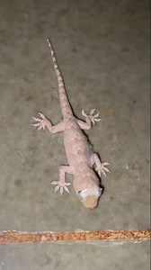 Newly hatched Tropical house gecko🐣 #lizard #reptiles #shorts🦎