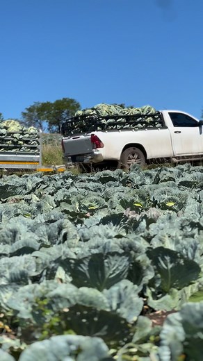 Back to farming😤 | Sihle Maseko