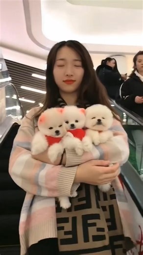 #Girl and Her Tiny #Pets | Cute Puppy #Love & Funny Pet Reactions