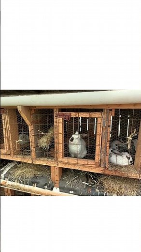 Modern Rabbit Hutch/ House