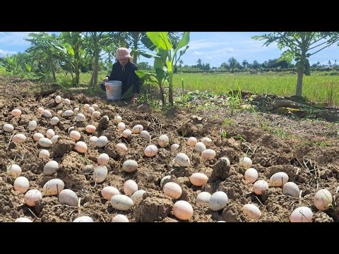 wow best videos - pick a lot of duck eggs under bamboo tree at field by hand a farmer
