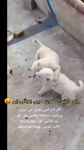 Playful Puppies Wrestling with Their Mother Dog