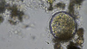 soil microorganisms under the microscope. farmer collecting soil samples in a test tube in a field. Agronomist checking soil carbon and plant health on a farm
