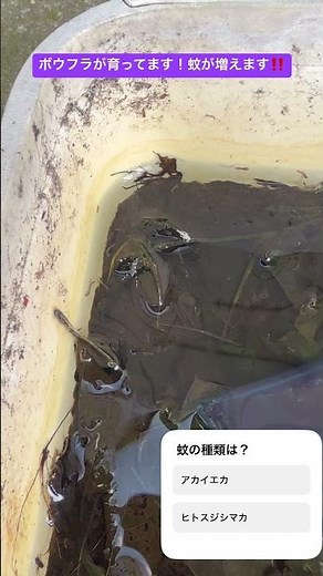ボウフラが育ってます！成虫もいます！クイズあり！#ボウフラ
