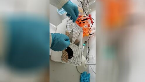 小鼠基本解剖