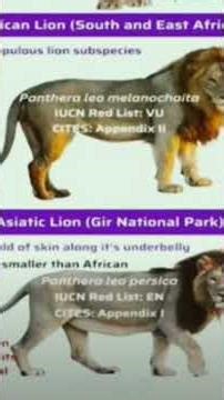 African Lion vs Asiatic Lion 🦁 | Key Differences Explained #lion #shortvideo