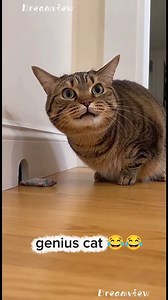 Very genius cat 😂😂😂😂😂 | Milton Matini