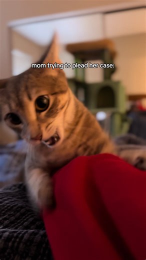 I rest my case 😹✨ #catmomlife #funnycats #catsoftiktok #petcomedy #catsbeingcats . . . little grey tabby, gracie the tabby, grey tabby cat, funny cat moments, cute kitten